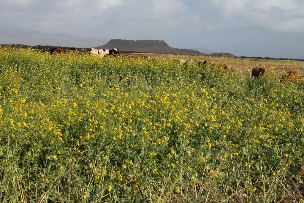 Snorrastadir Farm Holidays Borgarnes Dış mekan fotoğraf